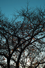 日本・枯れ木・シルエット・空