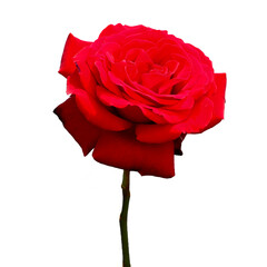 bud of a red rose on a white background. holiday