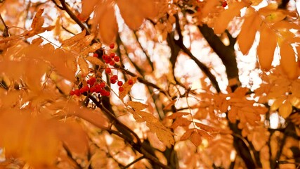 Closeup view 4k stock video footage of beautiful seasonal red and orange colorful autumnal leaves isolated on sunny clear sky ground. Abstract autumn nature background