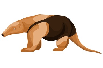 Anteater illustration on isolated white background.