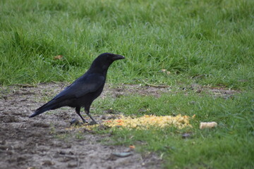 Obraz premium Bird photography from the area of Essex, UK. Taken in Spring.