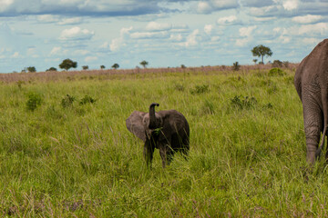 Fototapeta premium elephant in the savannah