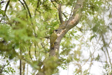 Beautiful British Woodpecker sitting on a tree branch in Essex, UK.