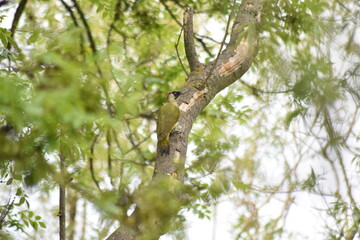 Beautiful British Woodpecker sitting on a tree branch in Essex, UK.