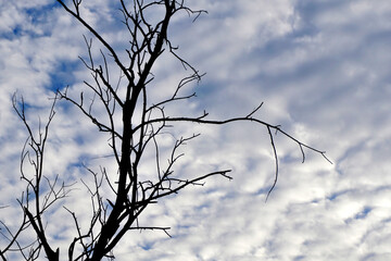 Silhouette dried tree with clouds in blue sky background