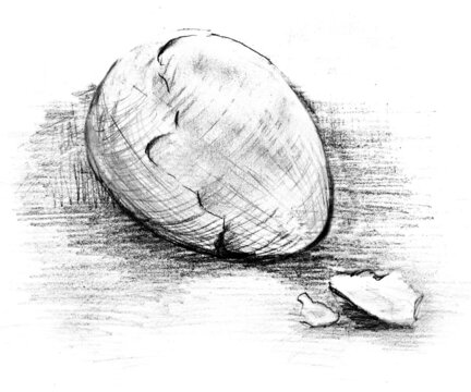 Egg sketch in monochrome on a white background painted by hand with a pencil