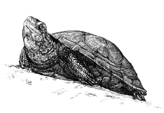 European pond turtle, graphic illustration handmade gel pen