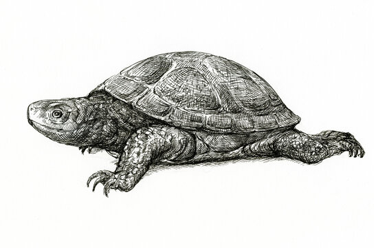 European pond turtle graphic illustration, hand made gel pen, emys orbicularis