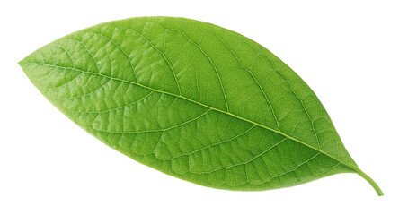 Obraz premium Leaf of avocado isolated on white background