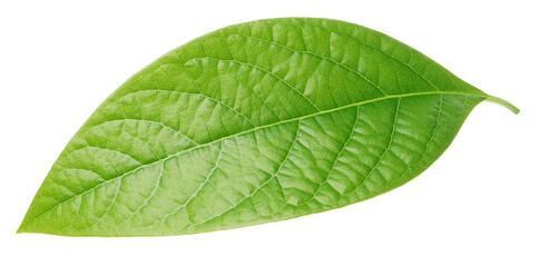 Fototapeta na wymiar Leaf of avocado isolated on white background