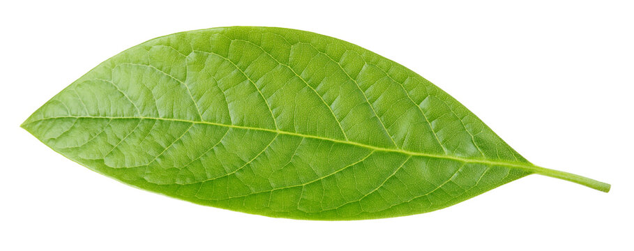 Leaf of avocado isolated on white background