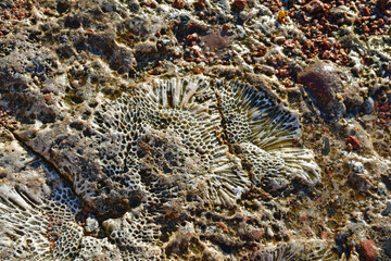 Abstract natural background, wet coral beach with coral and shell prints