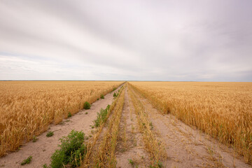 Dirt path through wheat fields in Kansas on a cloudy day