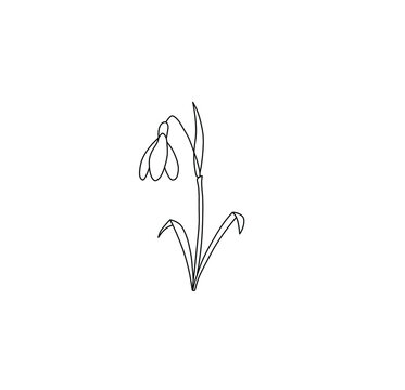 Snowdrop Drawing  A Step By Step Tutorial  Cool Drawing Idea
