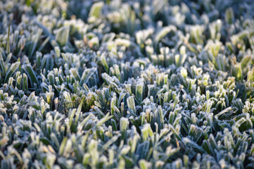 Frost on morning grass with sunlight in Florida