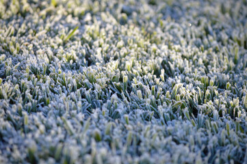 Frost on St Augustine Grass in Florida with Sunlight