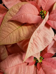 Closeup of pink poinsetta leaves