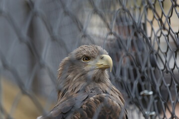 eagle in a cage
