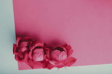 Valentine decoration with pink rose flower background.