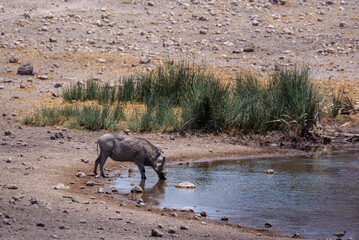 The common warthog (Phacochoerus africanus) is a wild member of the pig family (Suidae) found in grassland, savanna, and woodland in sub-Saharan Africa. Photo with text box.