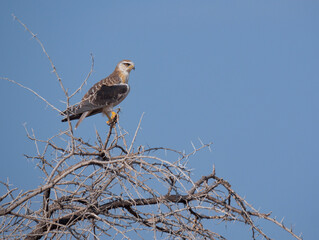 A young pale chanting goshawk in its natural environment in Namibia