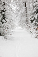 Weg durch einen tief verschneiten Winterwald