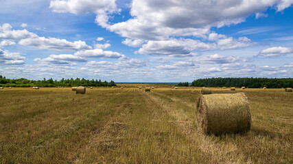 Fototapeta premium a field with straw bales