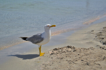 A large gull sits on the sandy shore