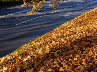 yellow leaves carpet about trees at autumn
