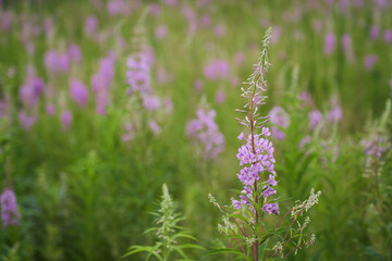 Pink flowers of cypress,Epilobium or Chamerion narrow-leaved, in flower ivan-tea. High quality photo