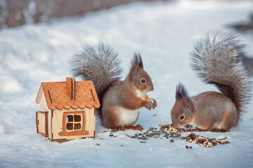 family of red wild squirrels eating nuts and seeds from a feeder on the snow in the park in winter, wild animals