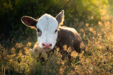 Sunny morning. Newborn calf of a cow resting in dense grass. The kid lies and looks directly into...