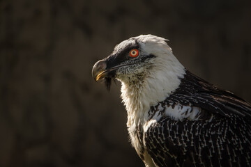 Vivid color Close-up portrait in profile of a Lammergeier or Bearded Vulture bird. A rare species of predator, listed in the Red Book. Habitat Europe, Asia, Caucasus.