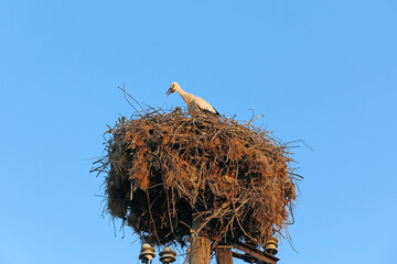 storks in their nest	