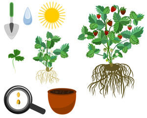 strawberry plants growth stages, life cycle from seed to plant, gardening cartoon svg vector illustration
