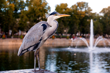 Gray heron resting by the Lake Hofvijver in The Hague, Netherlands