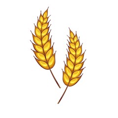 Wheat spikelets isolated on a white background