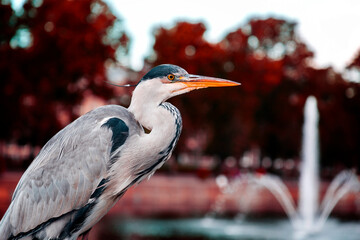 Gray heron resting by the Lake Hofvijver in The Hague, Netherlands