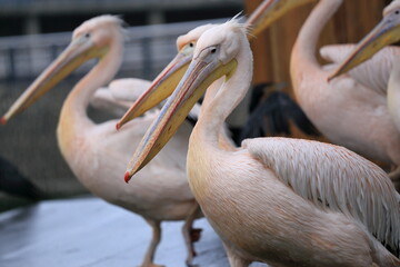 pelican at the zoo