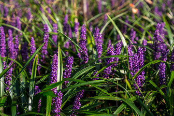 Purple hycainths and green leaves in a field