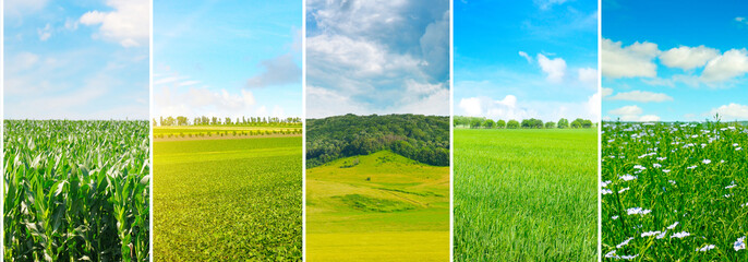 green field and blue sky with light clouds. Collage.Wide photo.