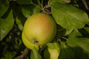 Organic ripe green apple hanging on tree in orchard