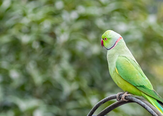 Rose ringed parrot resting on a pipe