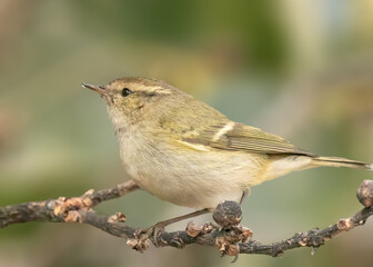 Leaf Warbler on a tree