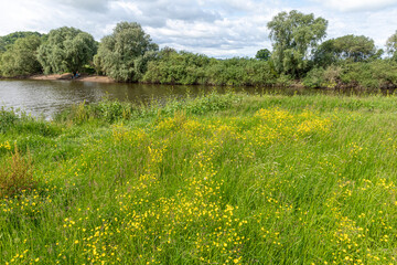 Buttercups in June flowering beside the River Severn at Wainlode Hill, Gloucestershire UK