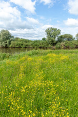 Buttercups in June flowering beside the River Severn at Wainlode Hill, Gloucestershire UK