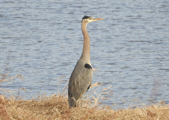 Very attentive grey heron in early morning sun