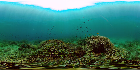 Coral garden seascape. Colourful tropical coral. Philippines. 360 panorama VR