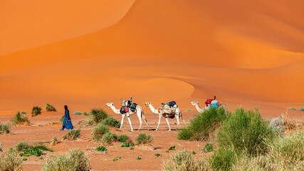 a caravan in the desert of sahara in algeria - obrazy, fototapety, plakaty