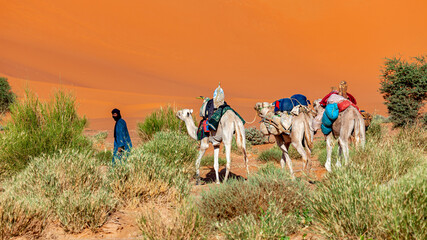 a caravan in the desert of sahara in algeria